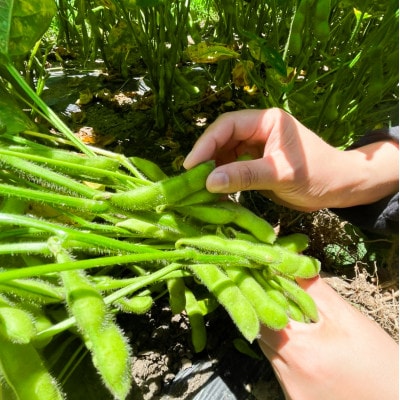 2026年発送【特別栽培】枝豆(えだまめ)茶豆風味で大人気の「湯あがり娘」　食べやすい小分け!【配送不可地域：離島・北海道・沖縄県・四国・九州】