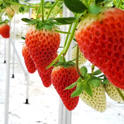 静岡県掛川市産　ミズノ農園の完熟いちご「すずの薫り」　約280g×4パック【配送不可地域：離島・北海道・沖縄県・東北・中国・四国・九州】