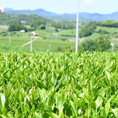 深蒸し掛川茶セット　よりどり緑(5種・6袋セット)合計780g【配送不可地域：離島・沖縄県】