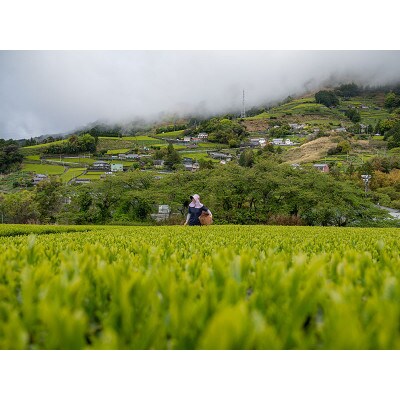 UCC「深蒸し静岡煎茶」ドリップポッドカプセル 2箱(24杯分)【配送不可地域：離島・沖縄県】
