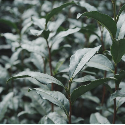 世界農業遺産に認められた茶葉を味わう最高級ボトリングティー | Apoptosis N【配送不可地域：離島・北海道・沖縄県・四国・九州】