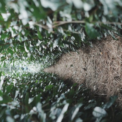 【24本】掛川茶の香りを存分に味わうスパークリングティー | Apoptosis Sparkling【配送不可地域：離島・北海道・沖縄県・四国・九州】