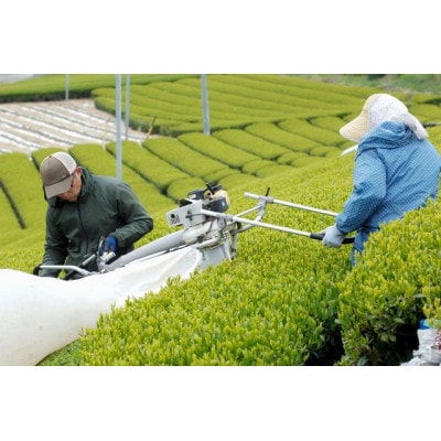 世界農業遺産 茶草場農法 深蒸し掛川茶 100g×3袋 静岡県掛川産 煎茶 一番茶【配送不可地域：離島・沖縄県】