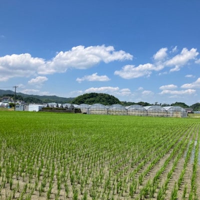 【2025年11月下旬出荷開始】総重量約1000g　掛川市産・紅ほっぺ レギュラーパック 4パック入【配送不可地域：離島・北海道・沖縄県・四国・九州】