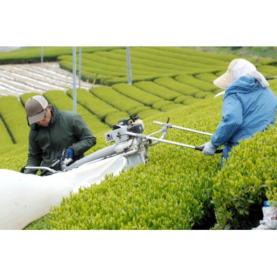新芽の粉茶(深蒸し掛川茶)一番茶の新芽から摘み取られる香りの良い粉茶  200g×5袋 計1kg【配送不可地域：離島・沖縄県】