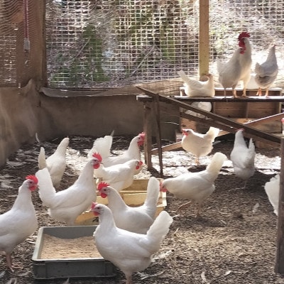 みんなのたまご　赤玉、白玉、青玉、三色の卵の詰め合わせ【配送不可地域：離島・沖縄県】