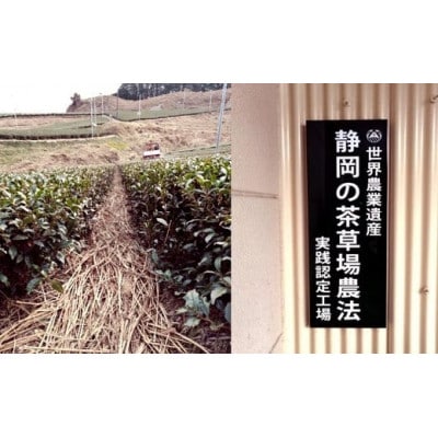 掛川の小さな茶農家直送 農業遺産茶草場実践工場 深蒸し掛川茶「うぐいす」 200g×2【配送不可地域：離島・沖縄県】