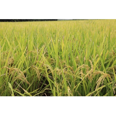 掛川産こしひかり 精米 5kg【配送不可地域：離島・沖縄県】