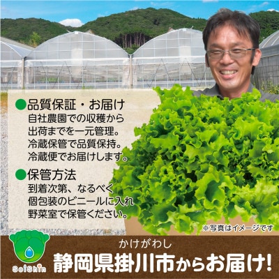 【こだわりの1種×6個セット】リーフレタス「掛川ラットューガ・ローザ」【配送不可地域：離島・北海道・沖縄県・四国・九州】