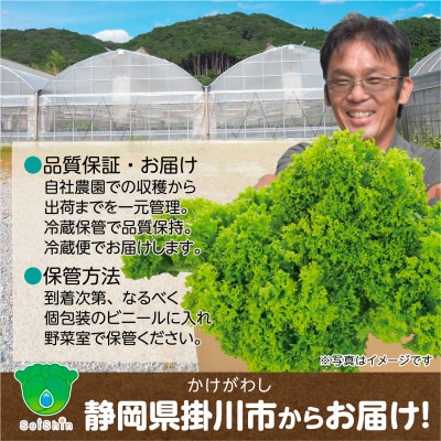 【こだわりの1種×6株】リーフレタス「掛川ラットューガ・レジーナ」【配送不可地域：離島・北海道・沖縄県・四国・九州】
