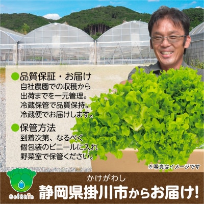 【こだわりの1種×6株】山里の湧き水で育った「掛川ラットューガ・ドルチェ」【配送不可地域：離島・北海道・沖縄県・四国・九州】