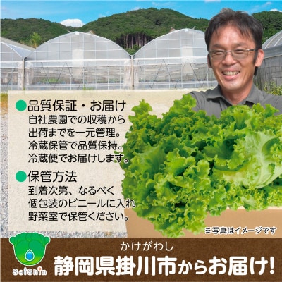 【こだわりの1種×6株】湧き水で育ったリーフレタス「掛川ラットューガ・コローラレ」【配送不可地域：離島・北海道・沖縄県・四国・九州】