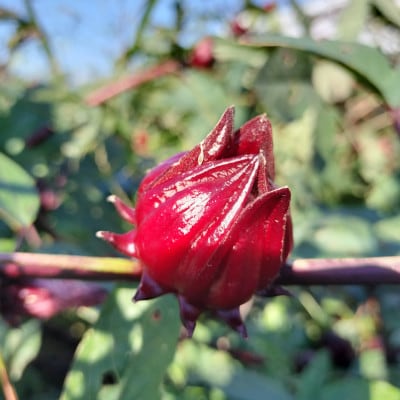 静岡県掛川市産　ハイビスカスローゼル　約400g【配送不可地域：離島・沖縄県】