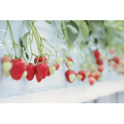 紅ほっぺ  大粒　約500g×2パック【配送不可地域：離島・北海道・沖縄県・四国・九州】