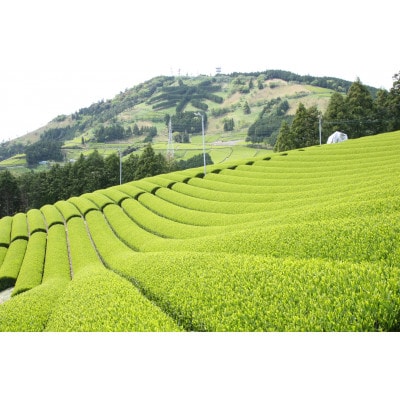 掛川東山茶飲み比べセット　「ききょう」茶葉+「ささゆり」ティーバッグ　各5g×20袋【配送不可地域：離島・沖縄県】