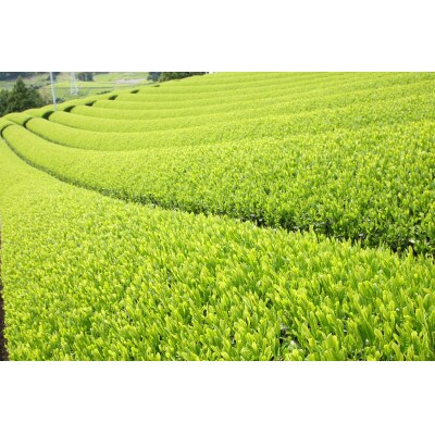 かけがわ抹茶饅頭 8個入り・掛川茶ティーバッグ桜(5g×20個)・やよい茶葉(100g)　和みセット【配送不可地域：離島・沖縄県】