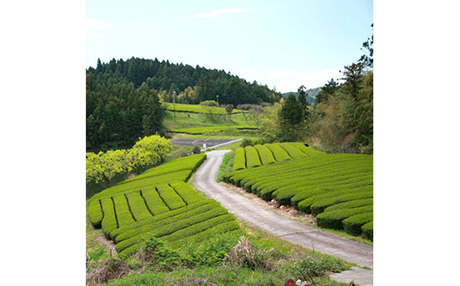 自然栽培茶(化学肥料・農薬未使用)深蒸し掛川茶100g×3袋【配送不可地域：離島・沖縄県】
