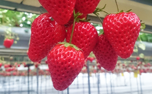 静岡県産いちご　赤＆白イチゴ　食べ比べ2パック【配送不可地域：離島・北海道・沖縄県・東北・中国・四国・九州】