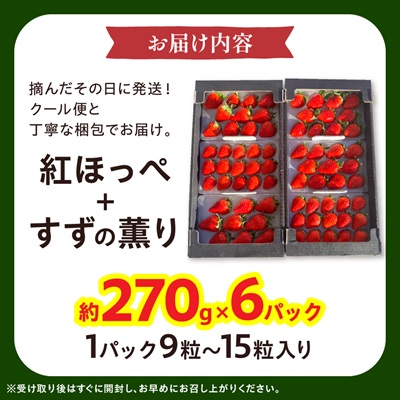【2026年発送】静岡県産いちご「紅ほっぺ+すずの薫り」6パック 約1.6kg(約270g×6)【配送不可地域：離島・北海道・沖縄県・東北・中国・四国・九州】