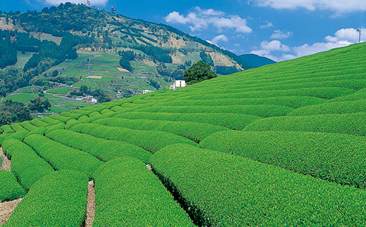 世界農業遺産　静岡の茶草場農法　掛川茶深むし茶・茶師の誉100g袋(タトウ紙入)×5本【配送不可地域：離島・沖縄県】