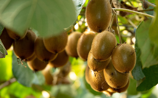 掛川産 カラフルキウイ 5種・15個～18個セット:キウイフルーツカントリーJapan　5887【配送不可地域：離島・北海道・沖縄県・四国・九州】