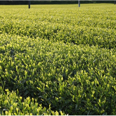 かけがわ茶(深蒸し茶)アルミ缶24本入り【配送不可地域：離島・沖縄県】