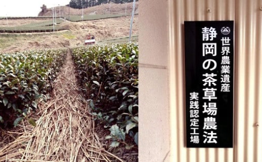 掛川の小さな茶農家直送 農業遺産茶草場実践工場 深蒸し掛川茶「うぐいす」 200g×2【配送不可地域：離島・沖縄県】