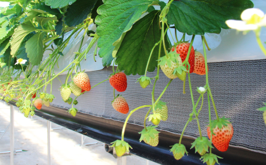 紅ほっぺセット(6パック)【配送不可地域：離島・北海道・沖縄県・四国・九州】