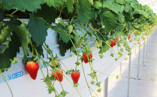 きらぴ香セット(6パック)【配送不可地域：離島・北海道・沖縄県・四国・九州】