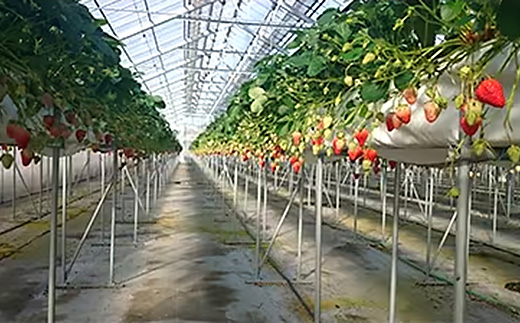 【2026年発送】静岡県掛川市産　ミズノ農園の完熟いちご　『紅ほっぺ』約280g×6パック【配送不可地域：離島・北海道・沖縄県・四国・九州】