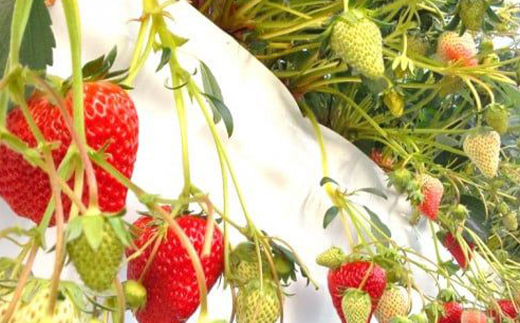 【2026年発送　先行受付】静岡県産いちご「厳選紅ほっぺ」4パック　約1.2kg【配送不可地域：離島・北海道・沖縄県・東北・中国・四国・九州】