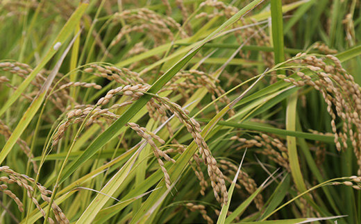 掛川産こしひかり 精米 5kg【配送不可地域：離島・沖縄県】