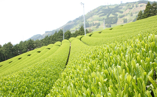 世界農業遺産「掛川深蒸し煎茶」粉砕スティック 20P×5箱【配送不可地域：離島・沖縄県】