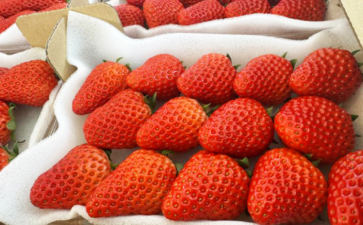 紅ほっぺ280g×4パック　おいしい完熟いちご【配送不可地域：離島・北海道・沖縄県・四国・九州】