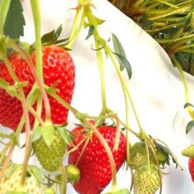 【発送月固定定期便】静岡県産いちご　厳選「紅ほっぺ」4パックセット(約1.2kg)全3回【配送不可地域：離島・北海道・沖縄県・東北・中国・四国・九州】