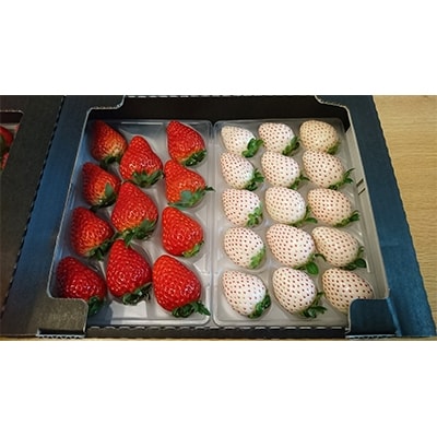 静岡県産いちご　赤＆白イチゴ　食べ比べ2パック【配送不可地域：離島・北海道・沖縄県・東北・中国・四国・九州】