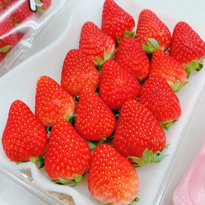 【2026年出荷先行予約】総重量約540g【掛川市産いちご】紅ほっぺ DXパック(2パック入)【配送不可地域：離島・北海道・沖縄県・四国・九州】