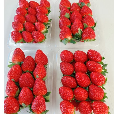 【2025年11月下旬出荷開始】総重量約1000g　掛川市産・紅ほっぺ レギュラーパック 4パック入【配送不可地域：離島・北海道・沖縄県・四国・九州】