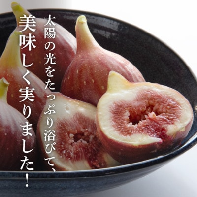 【2026年発送】静岡県掛川産　ミズノ農園の完熟いちじく【桝井ドーフィン】DXパック 500g×2P【配送不可地域：離島・北海道・沖縄県・東北・中国・四国・九州】