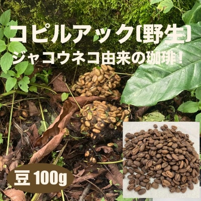 ジャコウネコ由来の希少コーヒー 野生コピルアック珈琲・掛川自家焙煎で丁寧に仕上げた贈答品 100g【配送不可地域：離島・沖縄県】