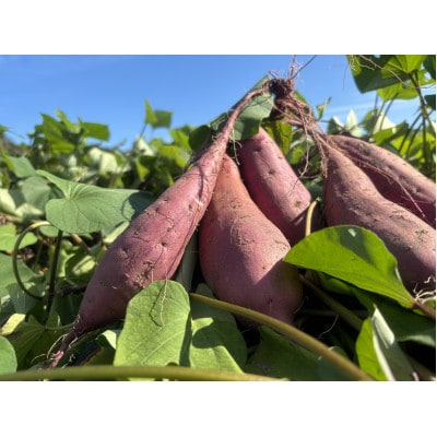 掛川産熟成 紅はるか【訳あり】9kg【配送不可地域：離島・沖縄県】