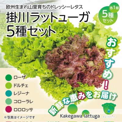 【5種×1株セット】湧き水で育ったこだわりリーフレタス「掛川ラットューガ」【配送不可地域：離島・北海道・沖縄県・四国・九州】