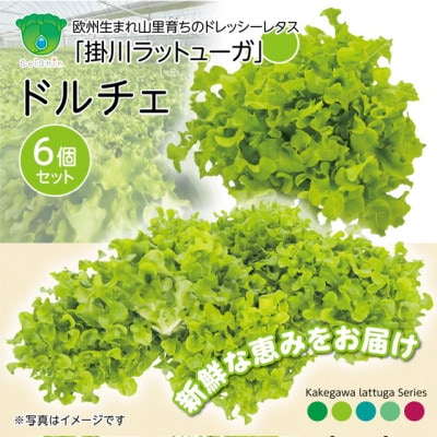 【こだわりの1種×6株】山里の湧き水で育った「掛川ラットューガ・ドルチェ」【配送不可地域：離島・北海道・沖縄県・四国・九州】