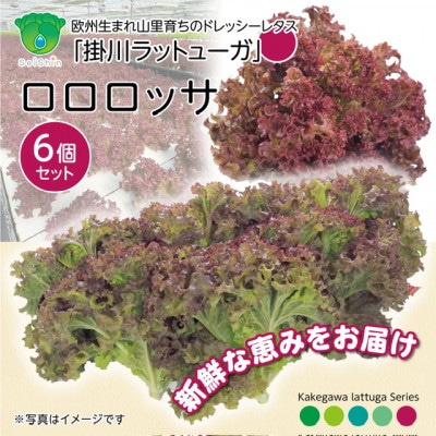 【1種×6株】山里の湧き水育ちリーフレタス「掛川ラットゥーガ・ロロロッサ」【配送不可地域：離島・北海道・沖縄県・四国・九州】