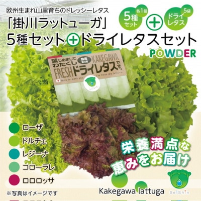 リーフレタスパウダー計10gと掛川ラットューガ5種×1株セット【配送不可地域：離島・北海道・四国・九州】