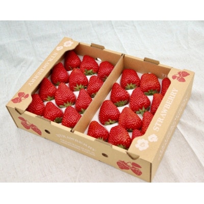 紅ほっぺ  大粒　約500g×2パック【配送不可地域：離島・北海道・沖縄県・四国・九州】