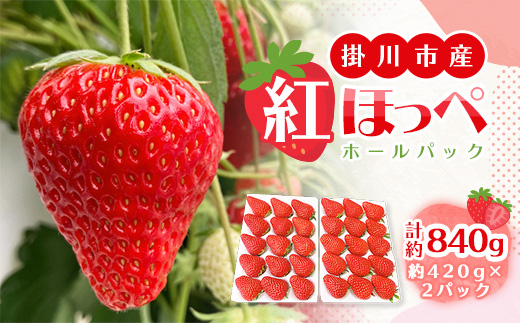【2026年出荷先行予約】総重量約840g【掛川市産】いちご・紅ほっぺ ホールパック　(2パック入)【配送不可地域：離島・北海道・沖縄県・四国・九州】