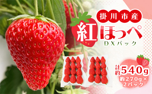 総重量約540g【掛川市産いちご】紅ほっぺ DXパック(2パック入)【配送不可地域：離島・北海道・沖縄県・四国・九州】