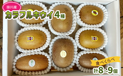 掛川産カラフルキウイ4種8～9個セット期間限定 キウイフルーツカントリーJapan　5883【配送不可地域：離島・北海道・沖縄県・四国・九州】
