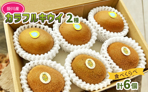 掛川産カラフルキウイ2種6個セット 期間限定キウイフルーツカントリーJapan　5880【配送不可地域：離島・北海道・沖縄県・四国・九州】